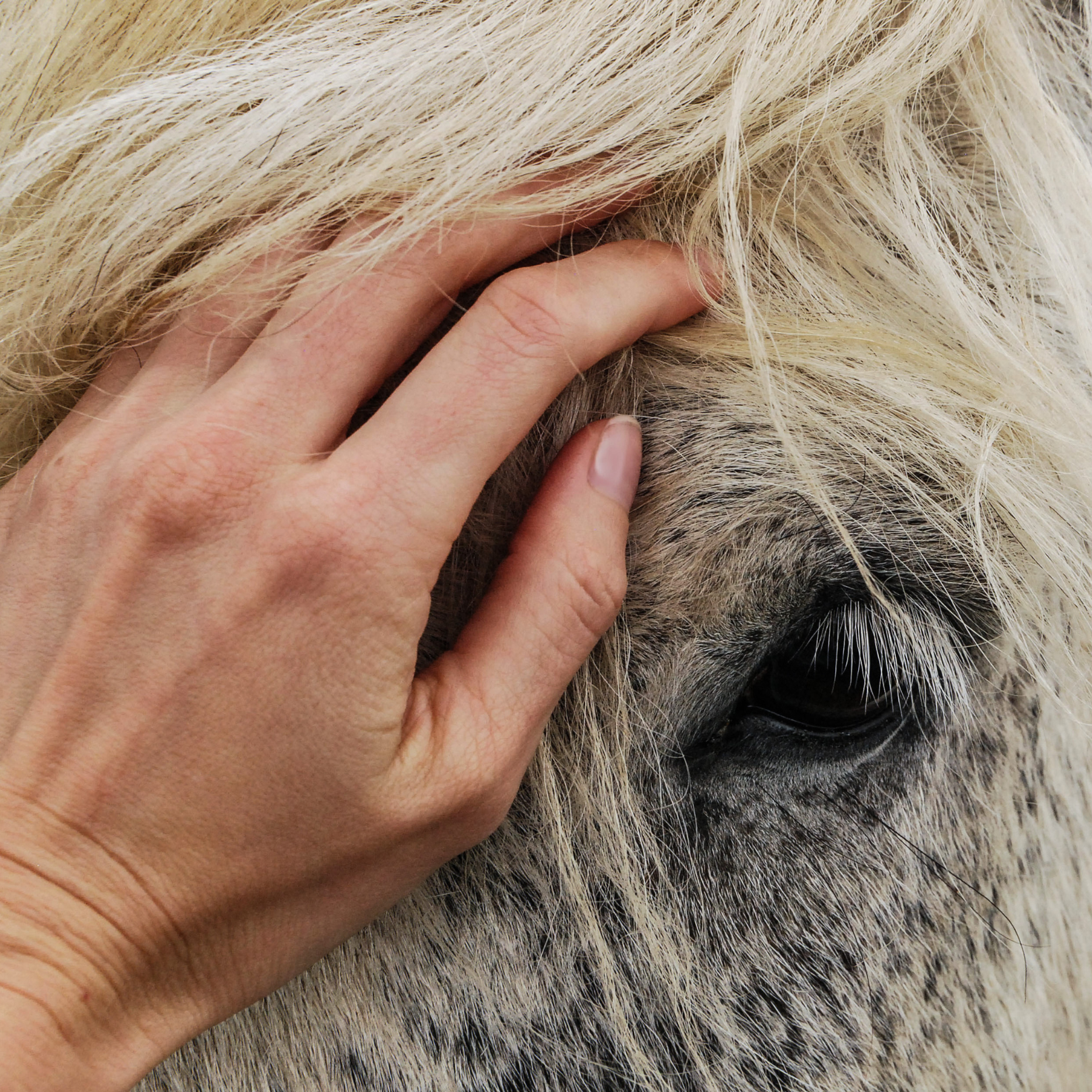 Coaching met paarden