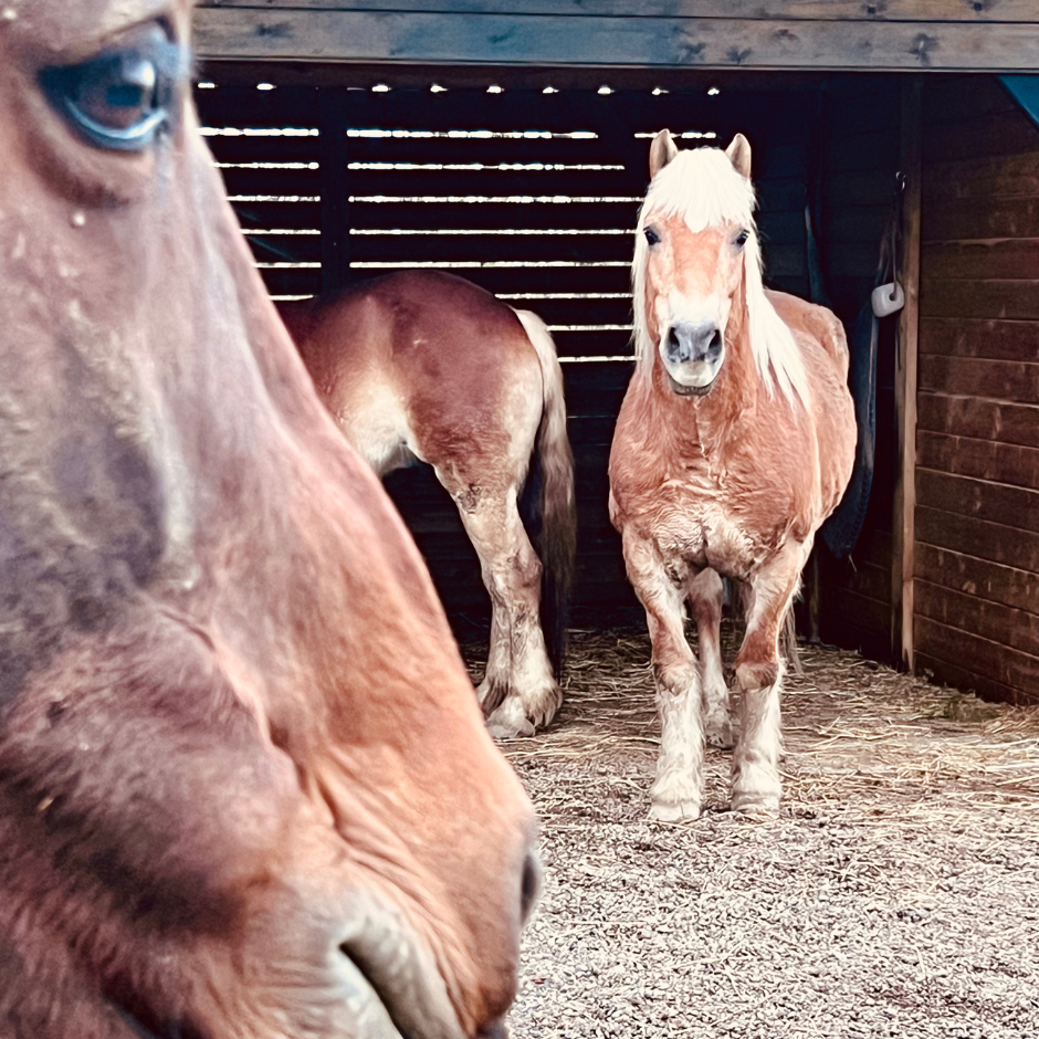 Coaching met paarden