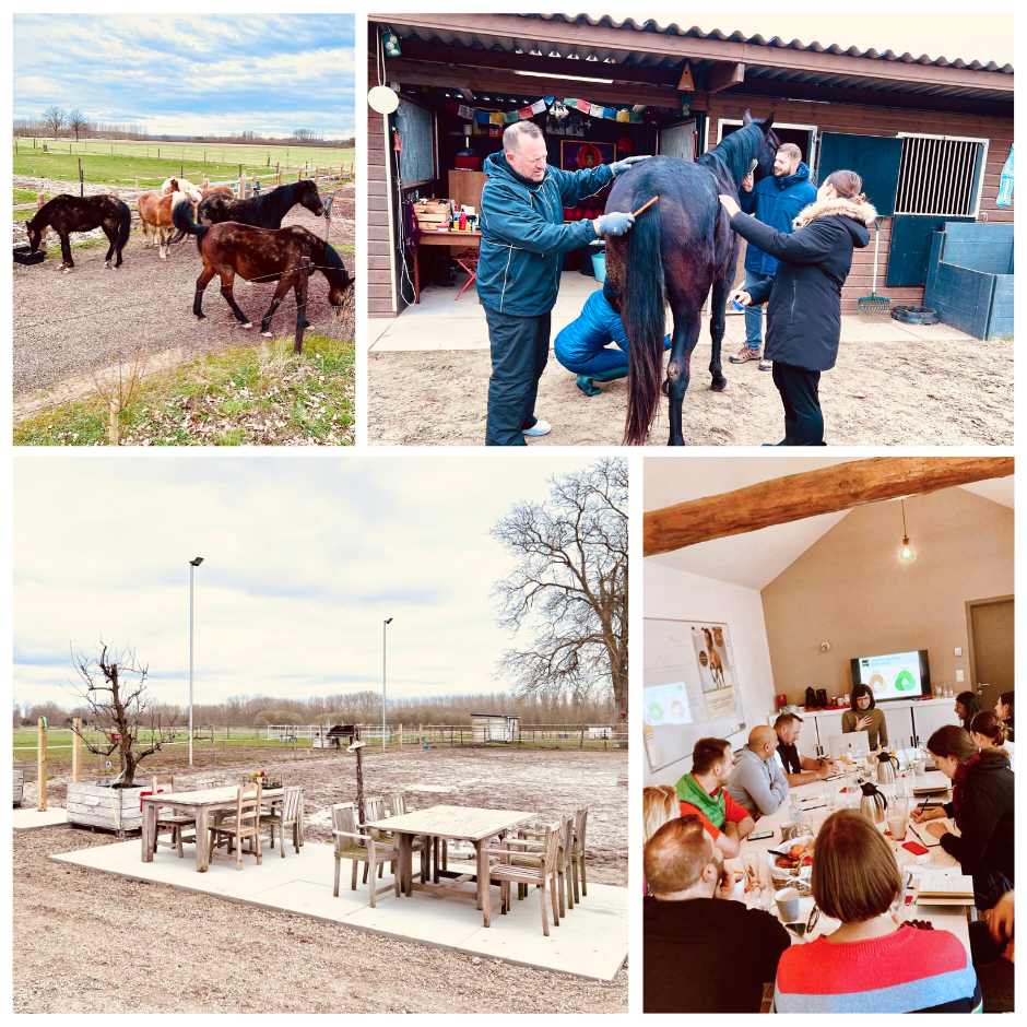 Coaching met paarden