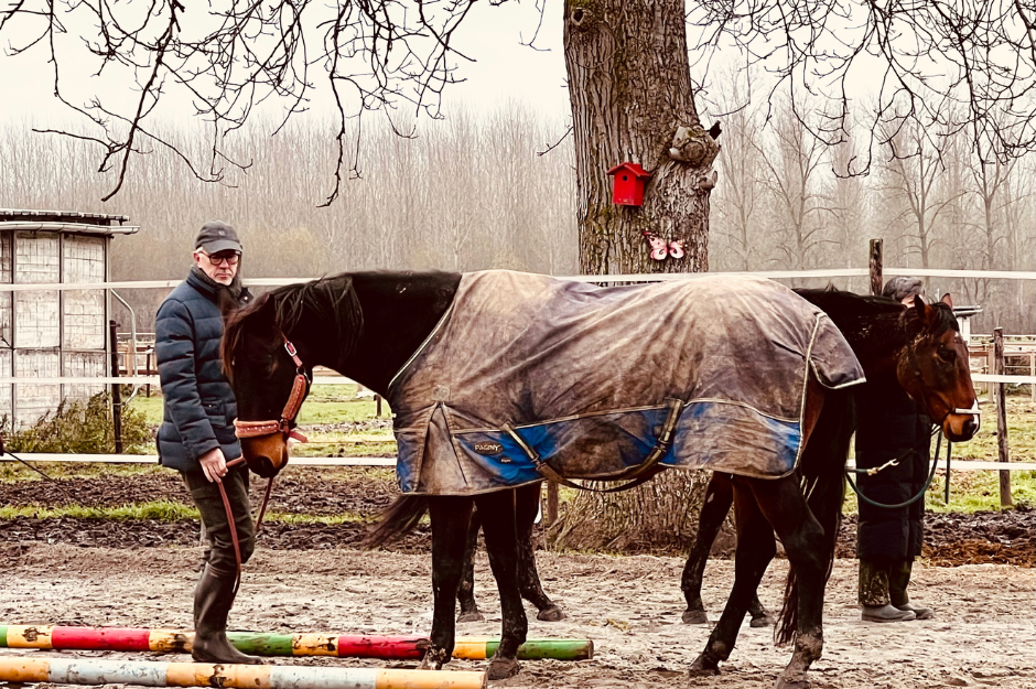 Energiemanagement leren van paarden